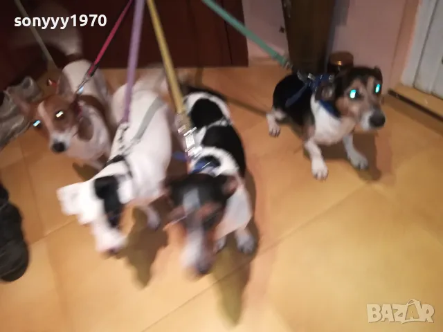 ОФИЦИЛЕН ПРЕСТАВИТЕЛ НА ДЖАК РЪСЕЛ ЗА ВИДИН 2801251428, снимка 4 - Джак ръсел териер - 48864495