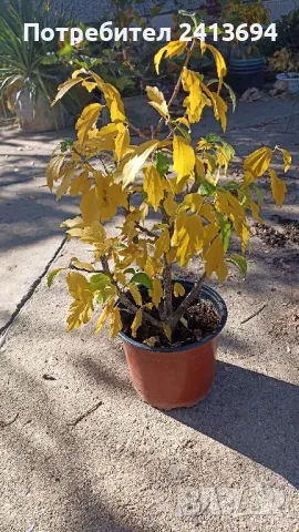 градинска дървовидна ружа hibiscus syracus" Blue bird", снимка 2 - Градински цветя и растения - 47822655