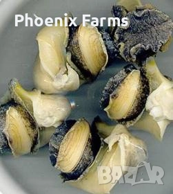 Пресни Рапани, Шипки, Билков Мед, пелин, снимка 6 - Домашни продукти - 51942912