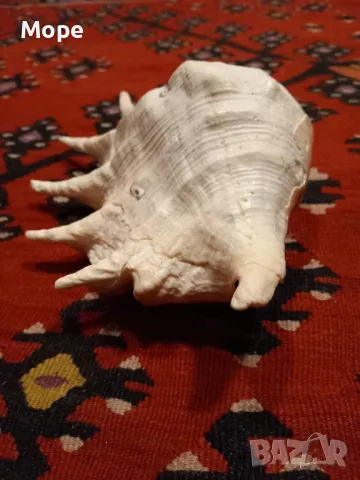 Голяма раковина , снимка 4 - Декорация за дома - 48272673