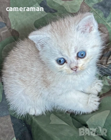 Шотландски котета готови за гушкане, снимка 6 - Британска късокосместа - 53483593