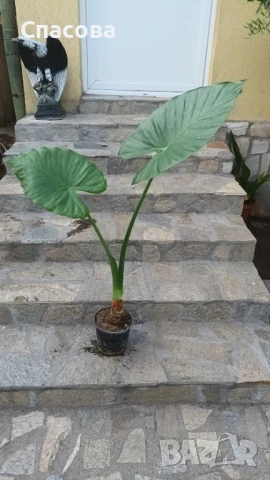 Трилистник - стайно цвете, снимка 2 - Стайни растения - 47389232