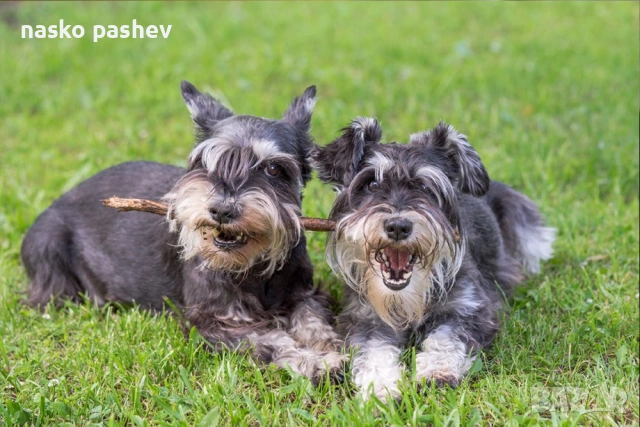 Продавам мъжки шнауцер с родословие , снимка 6 - Други - 53256706