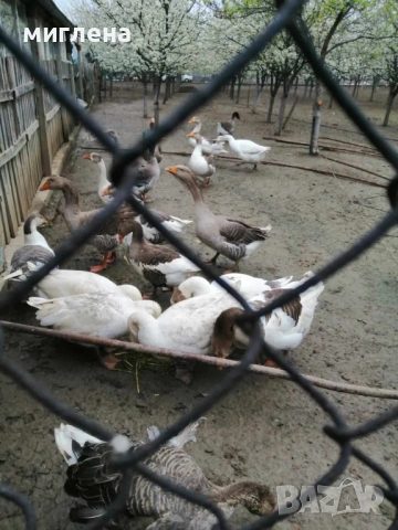 Продавам гъши яйца