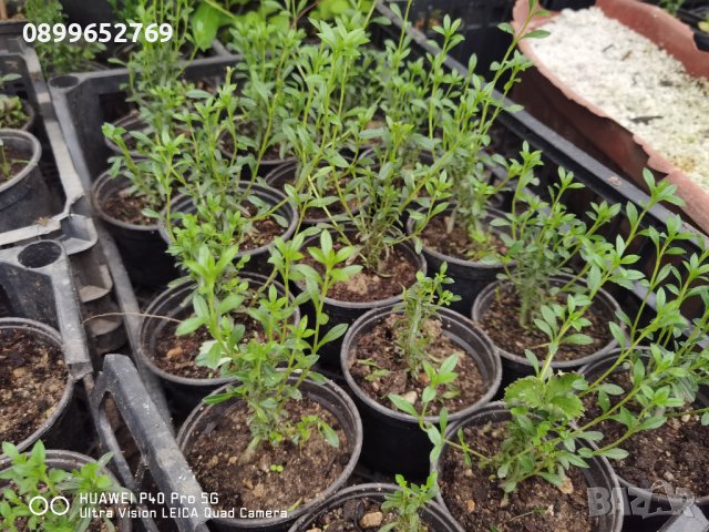 Балканска чубрица