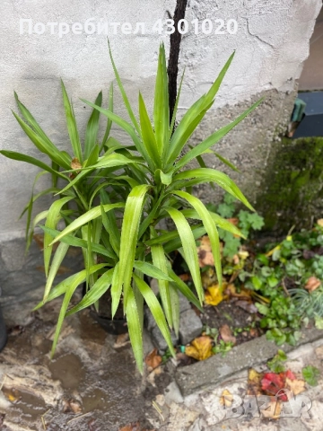 Цветя, снимка 2 - Разсади - 52350984