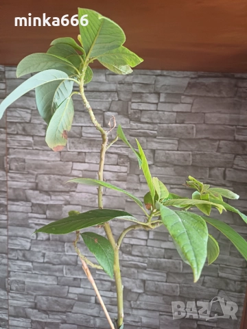 Авокадо което дава плод, снимка 2 - Стайни растения - 52182489