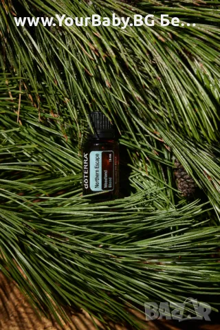 Oilo БИО Етерично Масло от Кора от Вечнозелен кипарис (Cupressus sempervirens) - Cypress Oilo 5 мл., снимка 6 - Други - 49721679