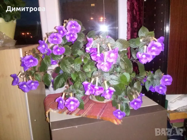 Ахименес - лилав - стайно цвете, снимка 1