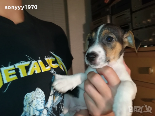 ЖЕНСКО КУТРЕ ДЖАК РЪСЕЛ 1310250645, снимка 2 - Джак ръсел териер - 52032852