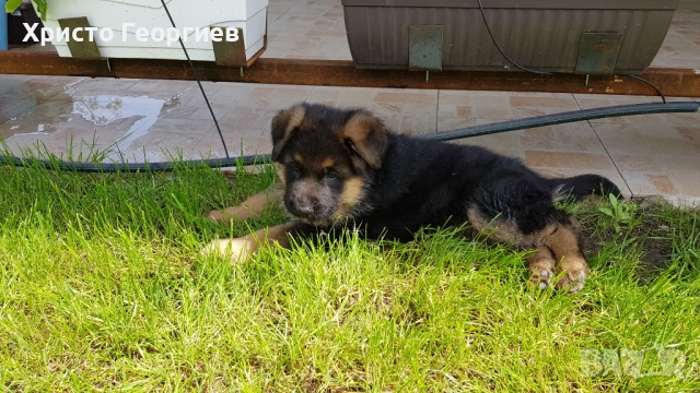 Развъдник”Georgiev Nouse”продава малки чистокръвни немски овчарки женски, снимка 7 - Немска овчарка - 51432181