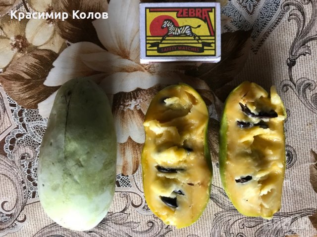 Индиански банан, Асимина трилоба, Asimina triloba,семена и растения, снимка 3 - Разсади - 27092676
