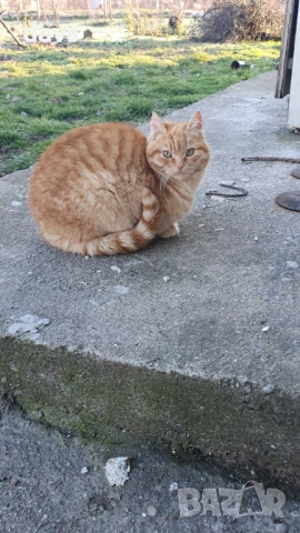 Рижави котета на 6 мес. търсят дом, снимка 17 - Други - 53116819