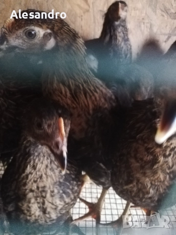 Женски пилета Супер Харко, снимка 3 - Кокошки и пуйки - 52972142