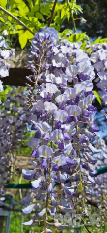 Вистерия/ глициния, снимка 2 - Градински цветя и растения - 51414363