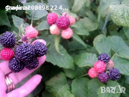 Лилава малина, снимка 5 - Разсади - 37944087