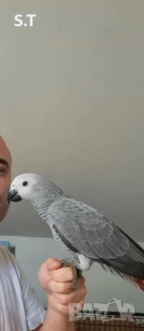 Папагал кралско жако, снимка 10 - Папагали - 52735318