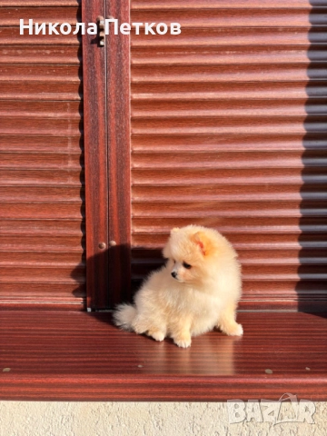 Померан , снимка 6 - Померан - 52839328