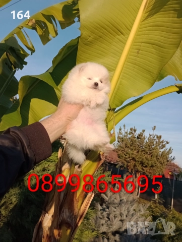 Бели Померани. Реални снимки от 10.12.25 г. , снимка 9 - Померан - 52725199