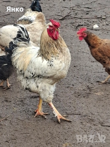 Домашни петли, снимка 5 - Кокошки и пуйки - 52912712