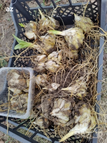 лилиум, снимка 9 - Сортови семена и луковици - 51558756