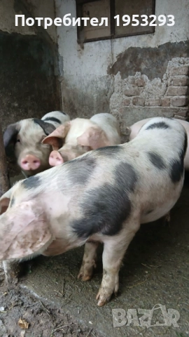 Прасета елитни българска бяла , снимка 5 - Прасета - 52567518