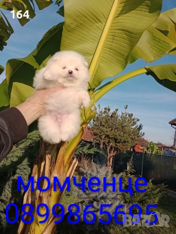 Померани. Реални снимки от 10.12.25 г. , снимка 7 - Померан - 52697509