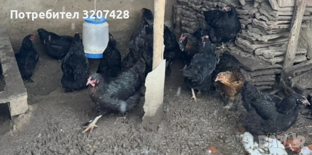 Легхорн , Легхорн Лавандула, Ломан Браун , Американа, Австралоп! -гр.Плевен , снимка 3 - други­ - 53192815