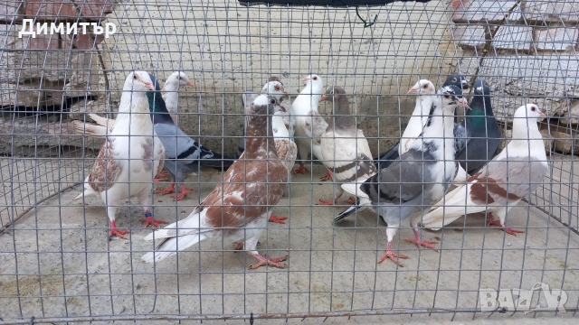 Продавам гълъби Пощенски  , снимка 5 - Гълъби - 53144100