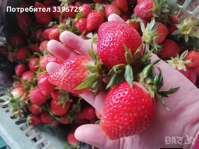 разсад за ягоди записвам за края на февруари цена 025€, снимка 7 - Разсади - 53407757