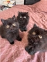 Персийси котенца, снимка 1