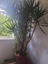 Палма Юка , снимка 2