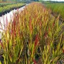 Императа Червен Барон, Imperata 'Red Baron', Декоративна трева, снимка 12
