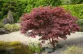 acer palmatum atropurpureum, снимка 1