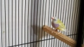 Гулдови амадини!!!, снимка 5