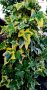 💌 Едролистен шарен бръшлян (Hedera canariensis Variegata), снимка 1 - Градински цветя и растения - 38424033