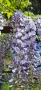Вистерия/ глициния, снимка 2