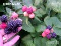 Лилава малина, снимка 5
