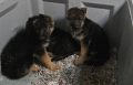 Немски овчарки , снимка 14