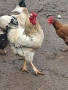 Домашни петли, снимка 5