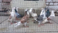 Продавам гълъби Пощенски  , снимка 5