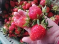 разсад за ягоди записвам за края на февруари цена 025€, снимка 7