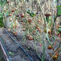 Разсад и семена от   домат -Италианско дърво, снимка 6 - Сортови семена и луковици - 11527501