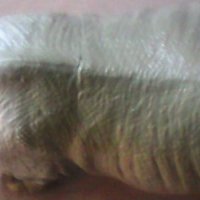 Пластмасов носорог, снимка 2 - Фигурки - 39480954