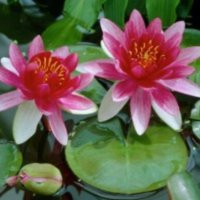 Водна Лилия, снимка 3 - Градински цветя и растения - 28315523