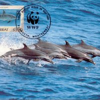 Монтсерат 1990 - 4 броя Карти Максимум - WWF, снимка 3 - Филателия - 38890706