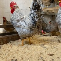 Крем Легбар, Опал Легбар, яйца и пилета, снимка 6 - Кокошки и пуйки - 42957928