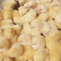 продавам  пиленца носачки Ломан браун и Ломан уайт, снимка 1 - други­ - 43437264