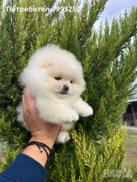 Мини померанче момиче, снимка 1