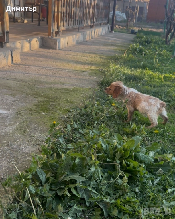 Бретон шпаньоли, снимка 1